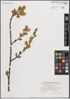 Foto von Salix cinerea L.